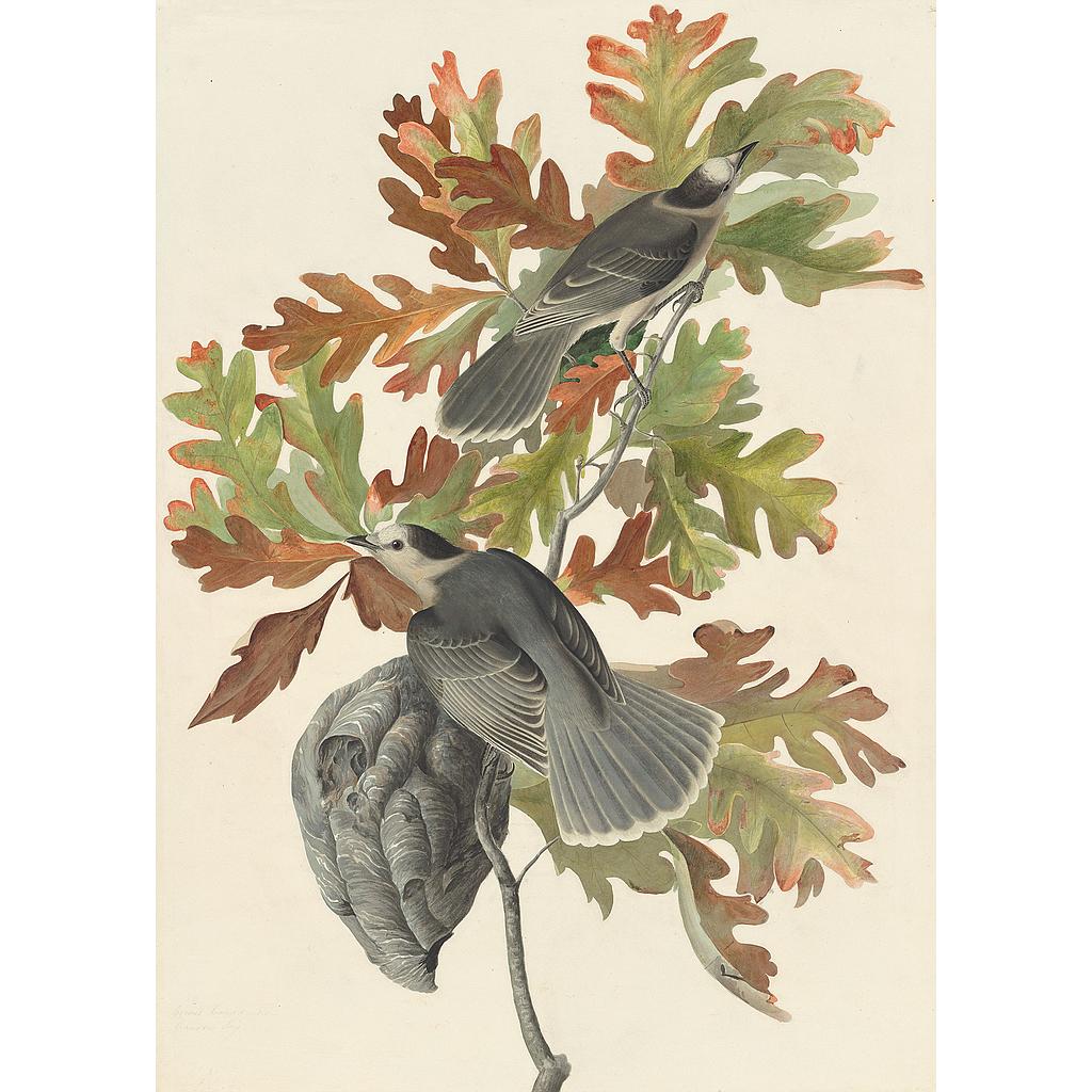 Click to Enlarge-Esc to Close ArtWork1/Famous Painters/Audubon's Watercolors Pl.jpg